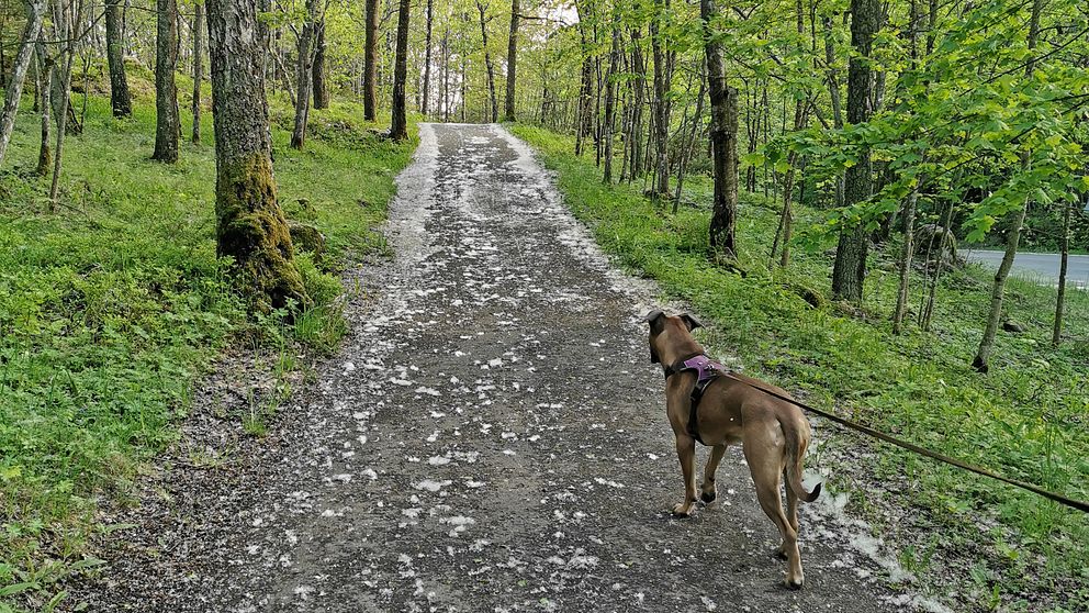 En hund som står och kollar på asludd vid en skogsväg.