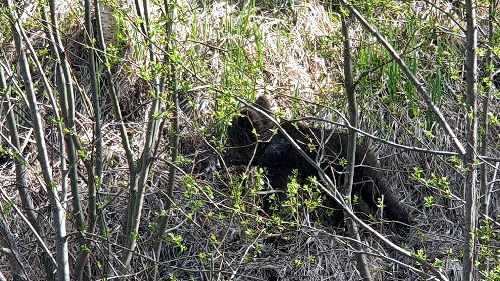 Björnungen rör sig längs landsvägen och i närheten av hus och tomter i Strandmon, Edsele.