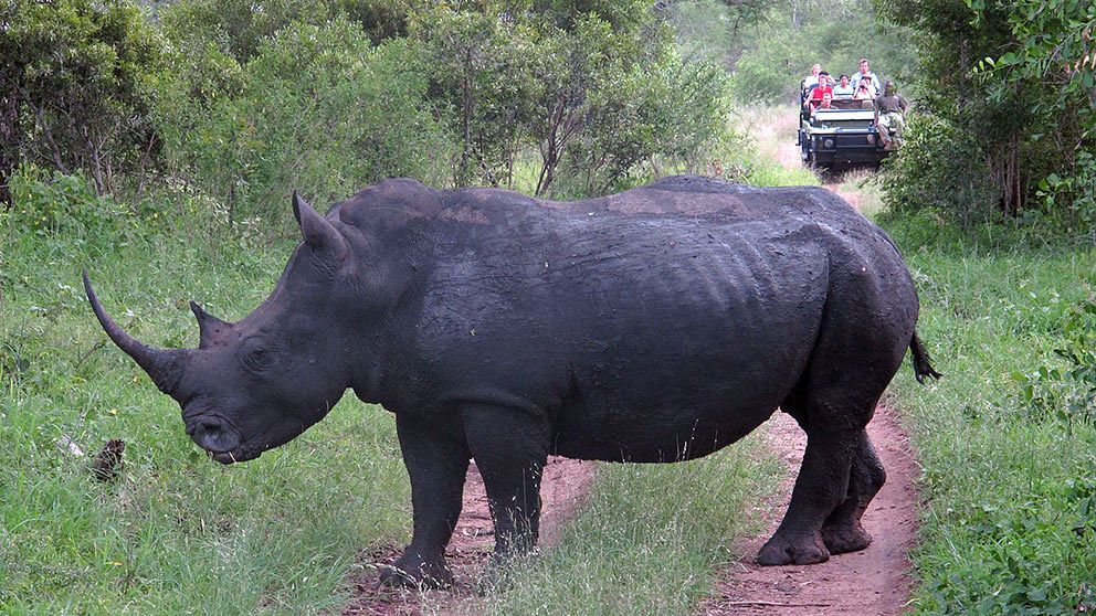 En noshörning visar upp sig för turister i Krugerparken i Sydafrika. Nu ska ett hundratal noshörningar evakueras i ett försök att skydda dem från tjuvjägare.