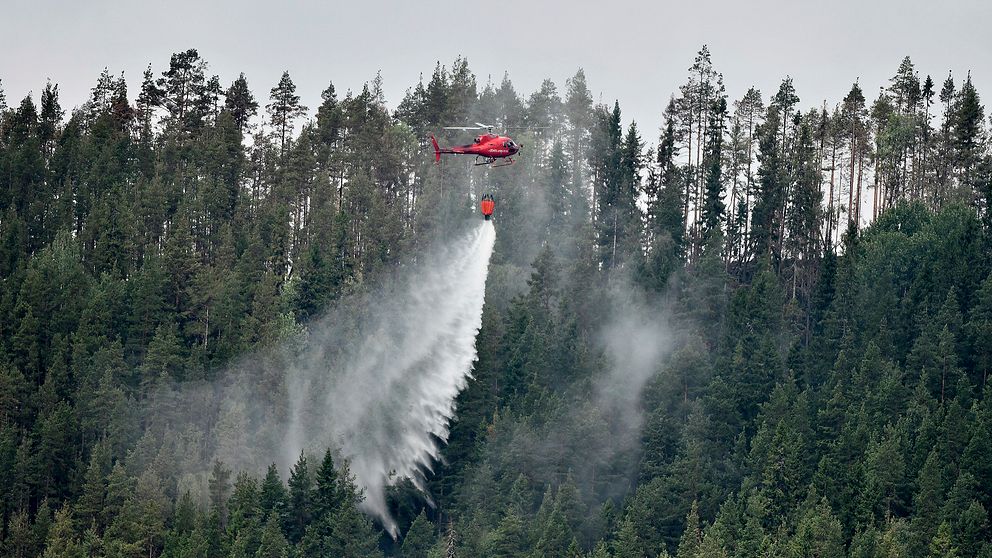 En helikopter släcker en skogsbrand
