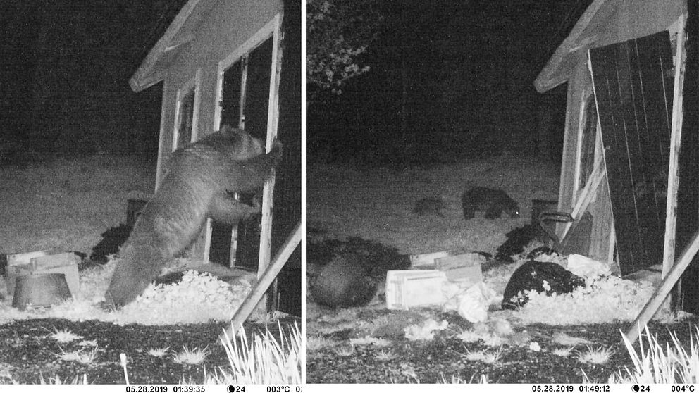 Collage i två bildhalvor med lodrät bildavskiljare. Vänster bildhalva: En björn lutar sig med överkroppen mot en dörr. Höger bildhalva: Dörren är uppbruten och i bakgrunden syns en fullvuxen björn och en björnunge.