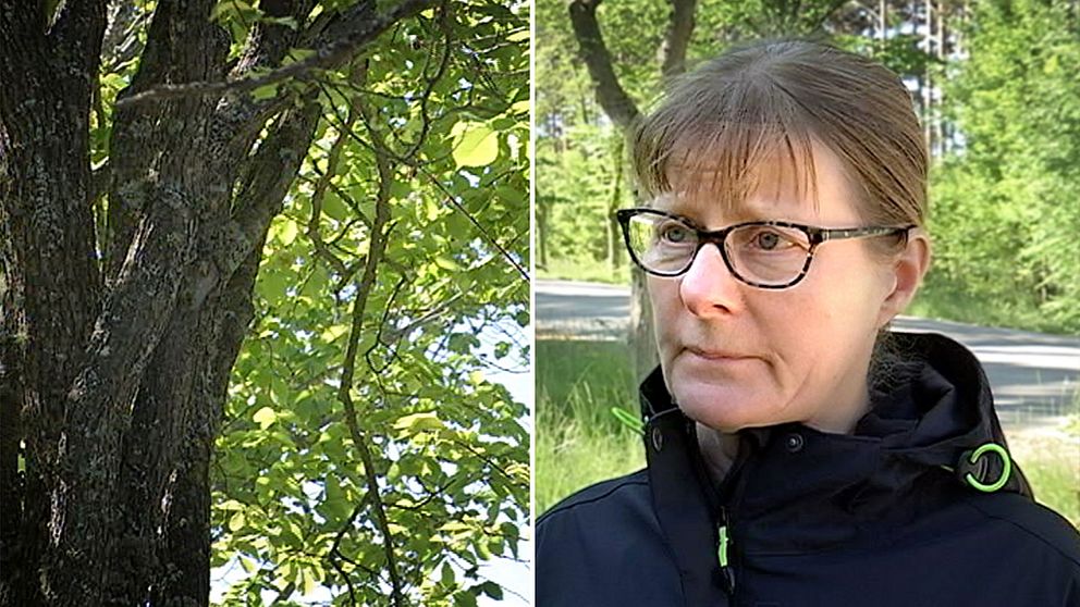 Karin Wågström på Skogsstyrelsen Gotland