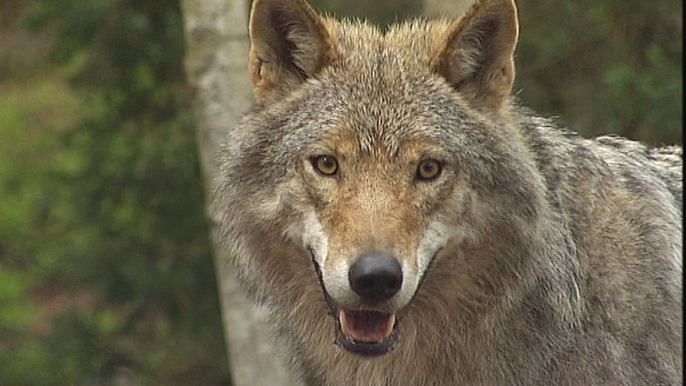 DNA-prov kan visa om det är samma varg som attackerade får på Gräsö i juni.