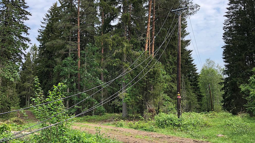 Delar av elnätet i Nybro kommun har skadats efter nattens oväder som fällde flera träd över ledningar.
