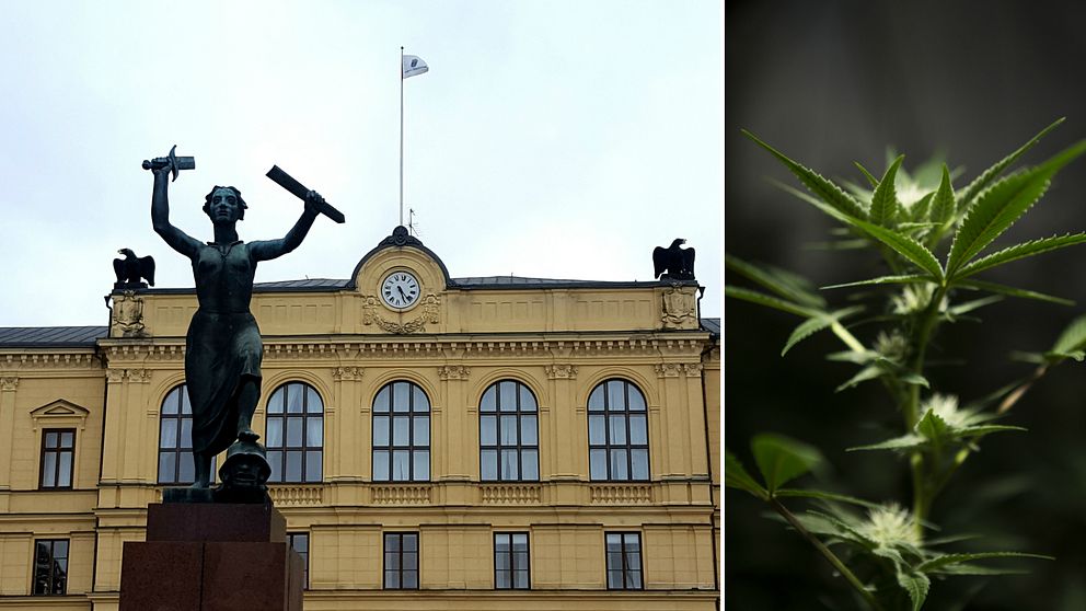 Tingsrätten och fredsmonumentet i Karlstad. Cannabisplanta.