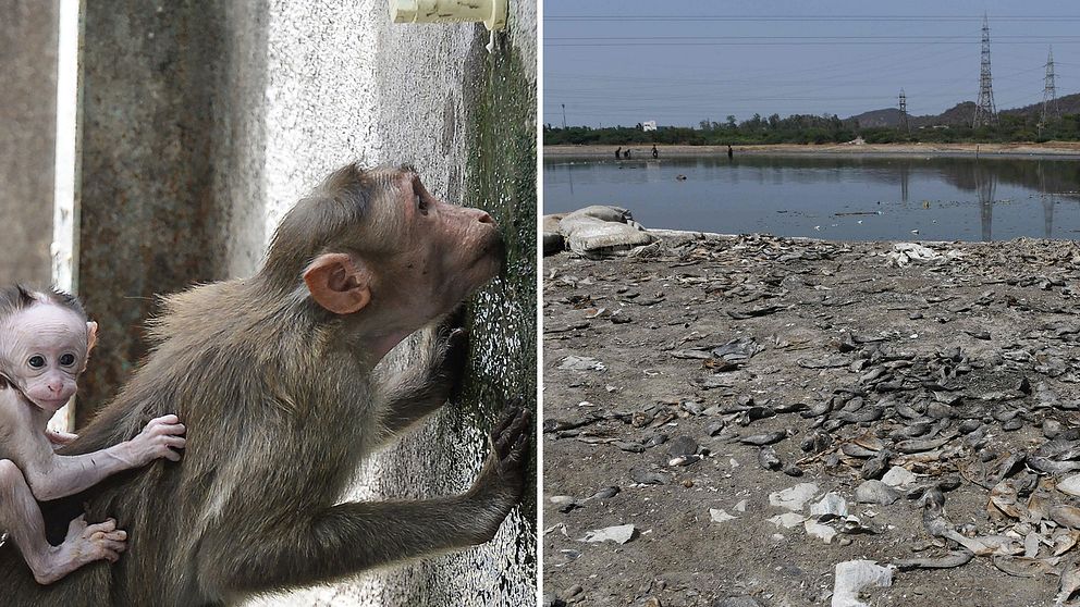Apa som dricker vatten. Uttorkad sjö med döda fiskar i Indien.