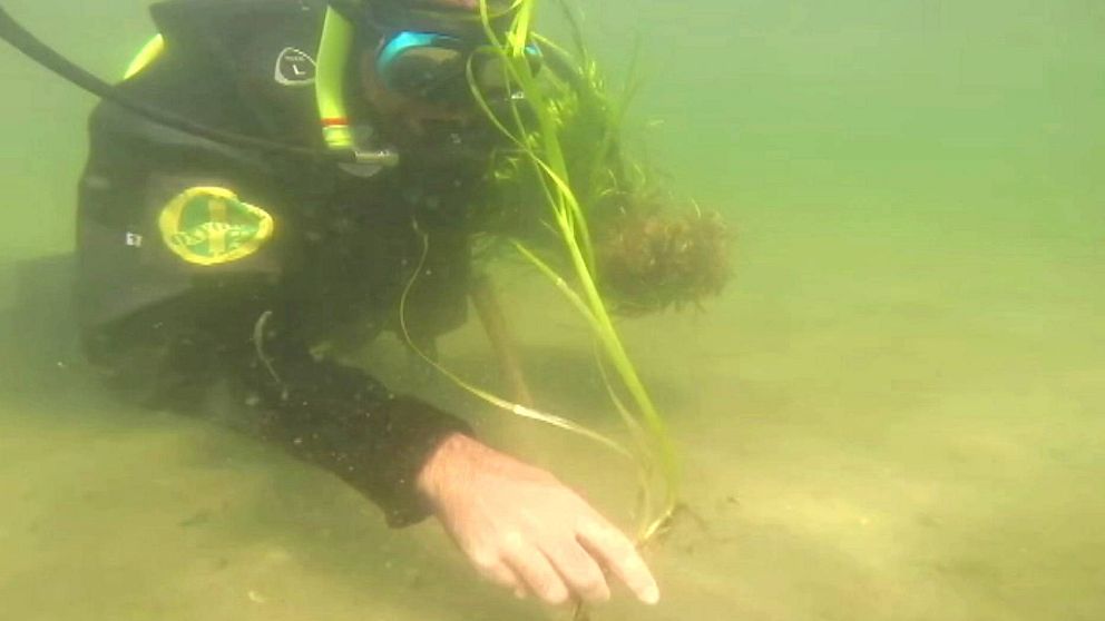 Ålgräset ska planteras för hand av dykare
