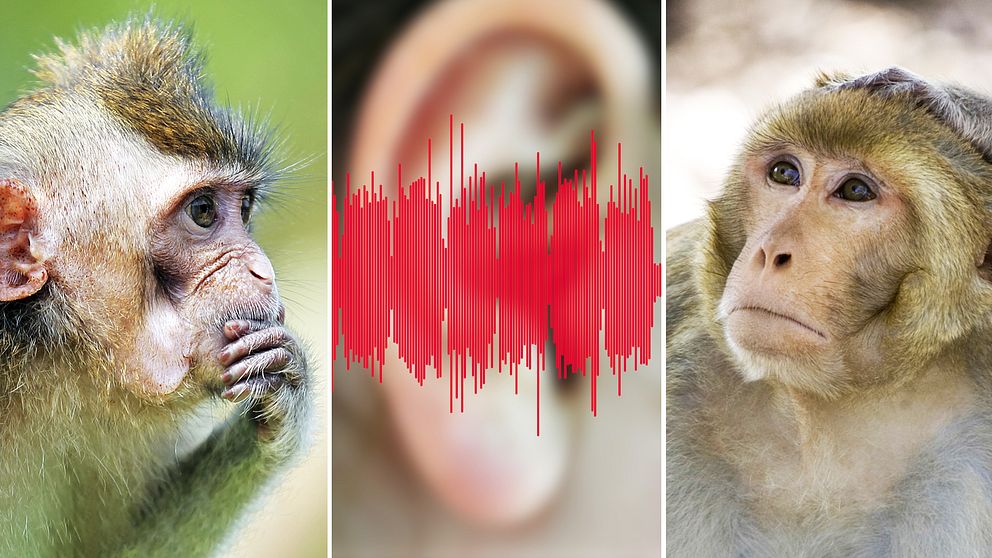 Tre bilder. I mitten syns bilden på ljudspår och ett öra. Till höger och vänster syns bilder på apor eller makaker. Spela klippet för att höra hur musikaliska toner låter för en makak.