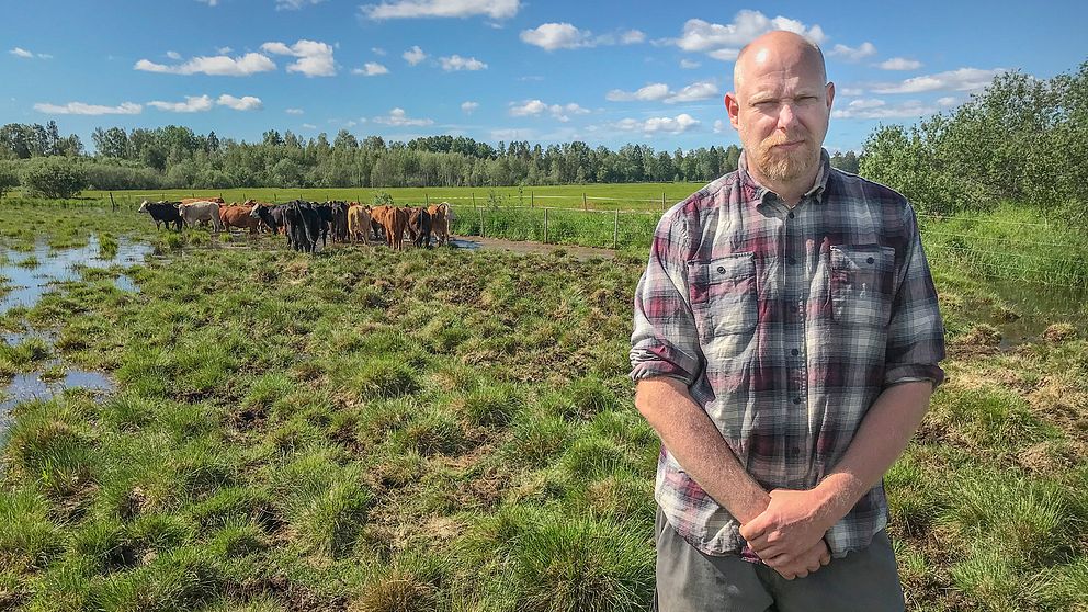 Anders Hedberg, lantbrukare, på en betesmark tillsammans med sina kor.