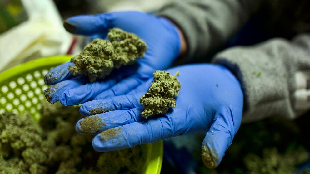 Cannabisarbetare i Kalifornien visar blomsterknoppar från cannabis.