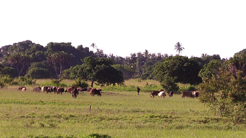 Här där boskap i dag betar i Bagamoyo-området i Tanzania vill företaget EcoEnergy odla sockerrör.