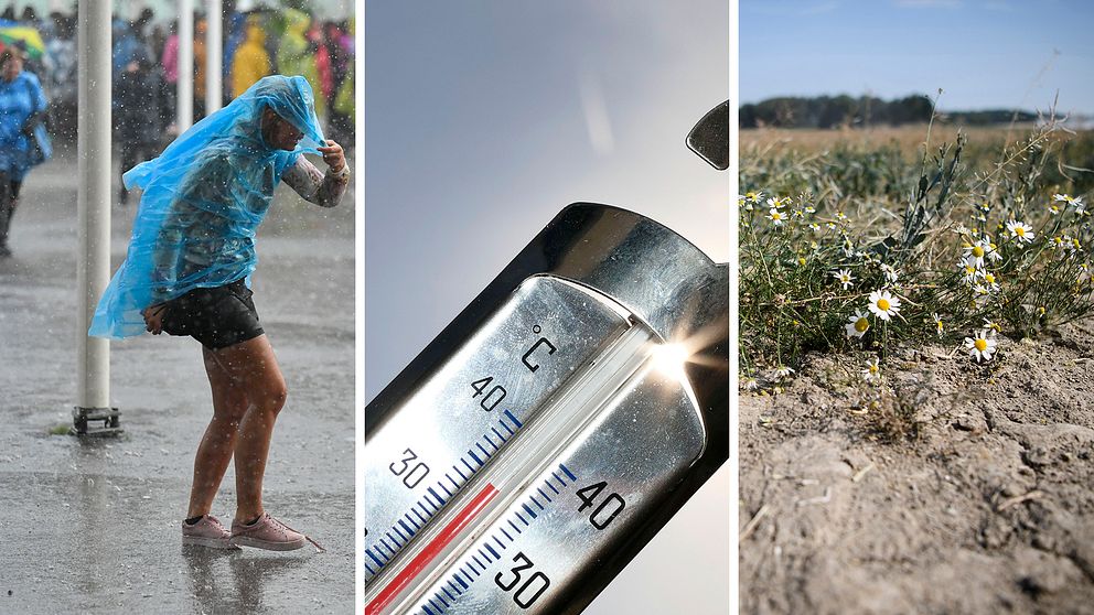 En person i extremt regn håller i sin regnponcho. En termometer visar 35 grader. Uttorkade blommor växer i torr mark.