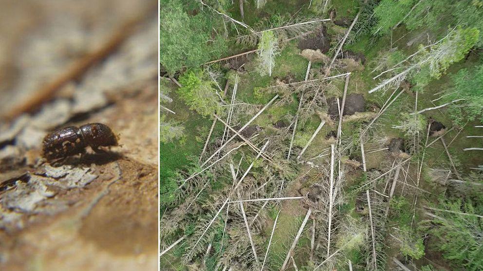 Den stora mängden träd som ligger kvar i skogen riskerar att orsaka en massförökning av granbarkborre.