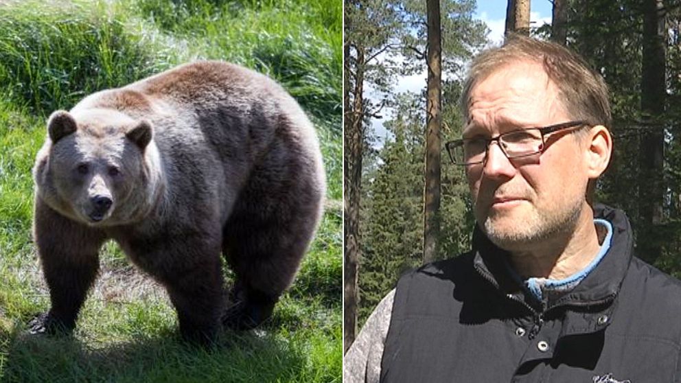 Kollage med en björn till vänster och forskaren Anders Flykt till vänster.
