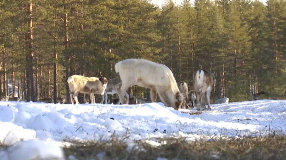 renar i skogen, snö i förgrunden