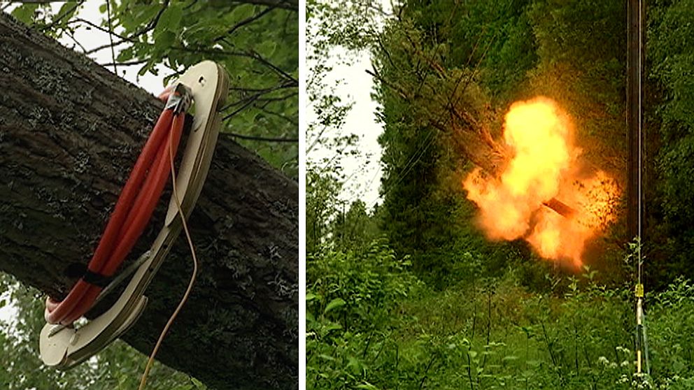 sprängladdning runt trädstam/sprängning med ringar av eld runt trädstam