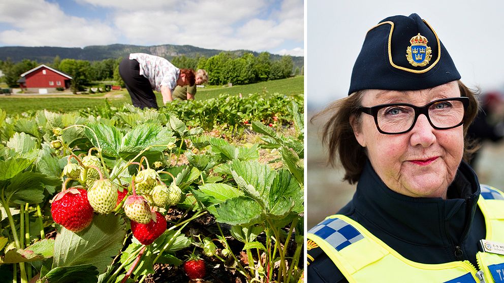 Allt fler utländska gästarbetare avvisas vid gränsen | SVT Nyheter