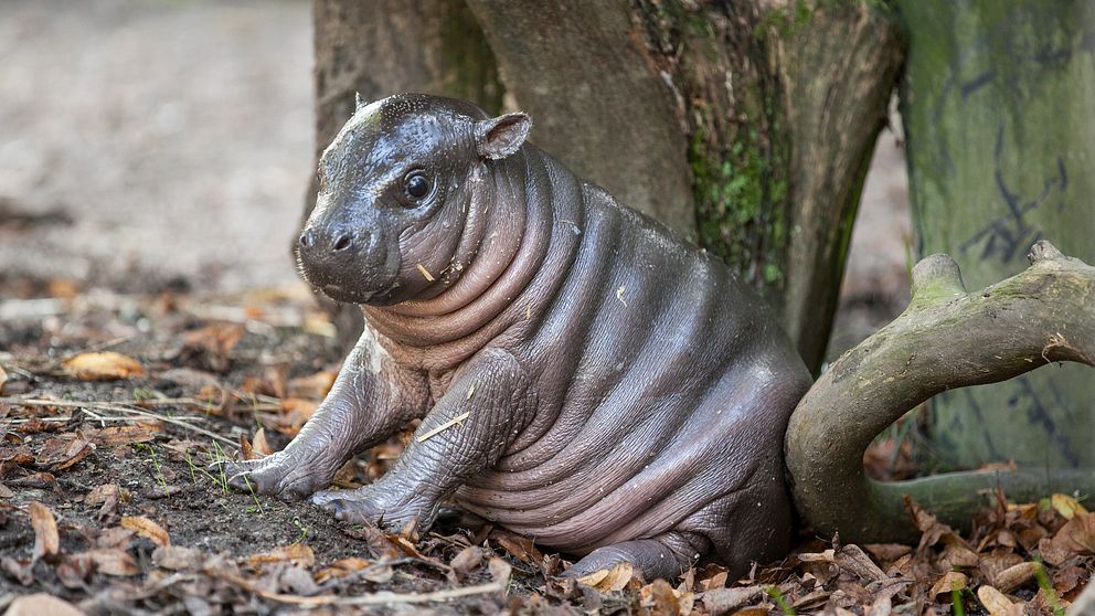 Parken Zoo i Eskilstuna har fått ett välkommet tillskott. I början av augusti föddes en närmare 6 kilo tung dvärgflodhästunge, som fått namnet Olivia.