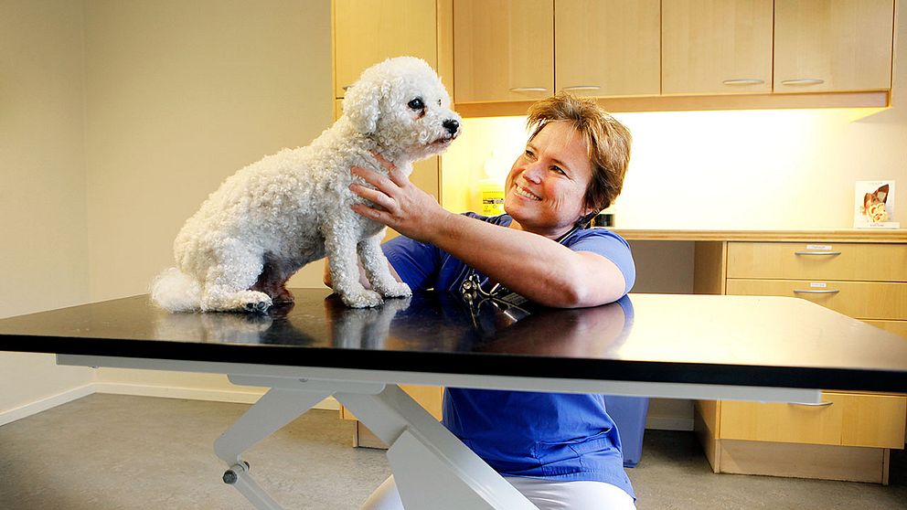 Maria Karlsson, klinikchef för Djursjukhuset i Sundsvall, undersöker hunden Ludde (som inte har rabies).