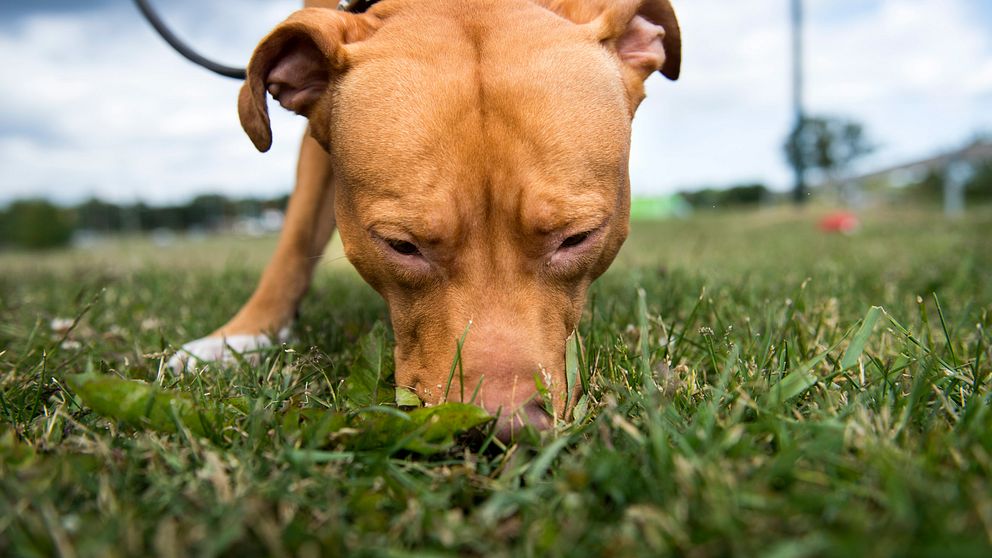 Hund nosar i gräs.
