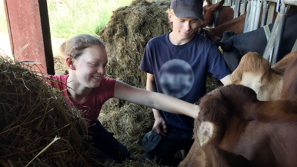 Mathilda Johansson och Linus Larsson sitter på ett foderbord och klappar korna som äter ensilage.