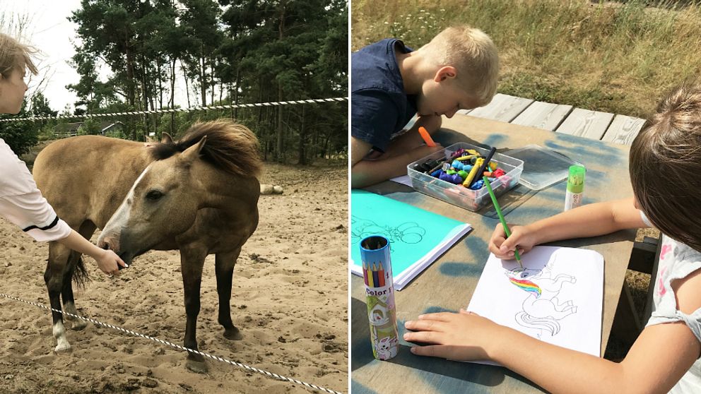 Barn matar häst. Barn färglägger häst.