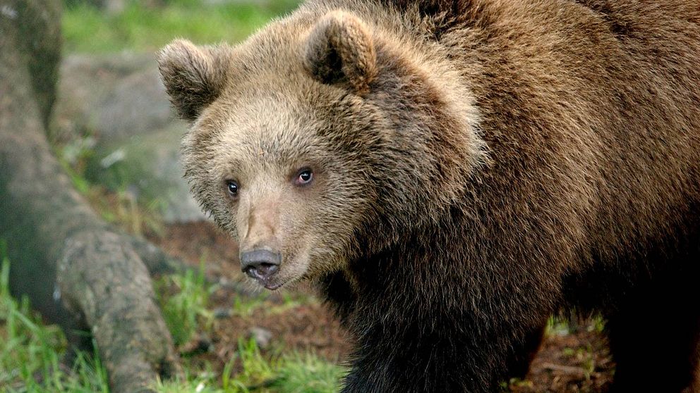 bild på en brunbjörn
