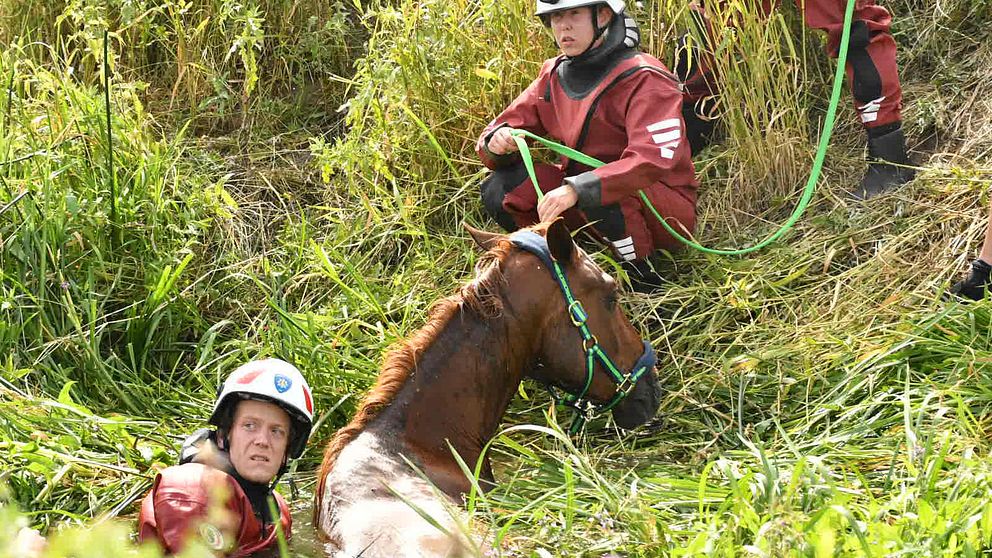 Häst räddas ur Höje