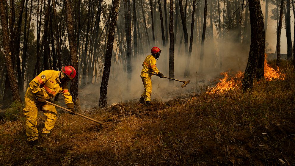 Brandmän kämpar mot skogsbränder i centrala Portugal i juli.