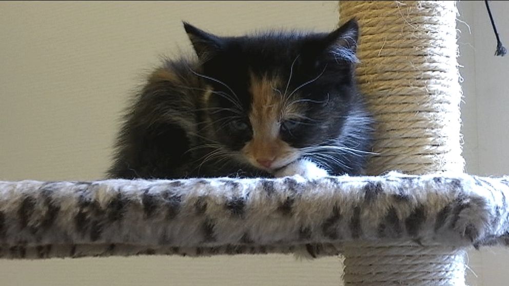 Kattunge vilar på klätterställning