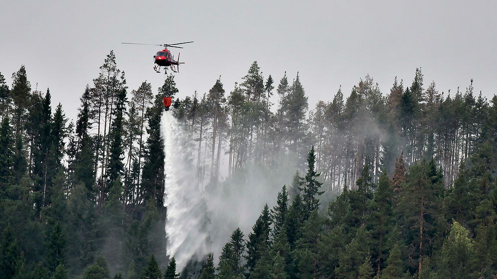 En röd helikopter släpper vatten över skog.
