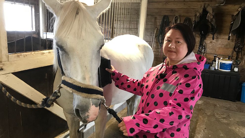 Här ger Linda Svensson hästen Aylah en välförtjänst borstning. Hästterapi.