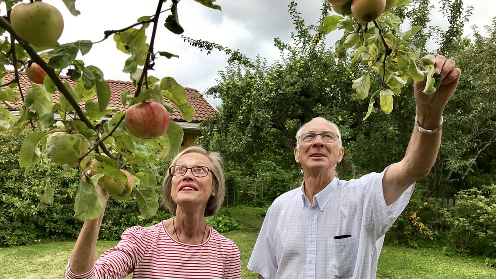 En kvinna och en man sträcker sig mot ett äppelträd.