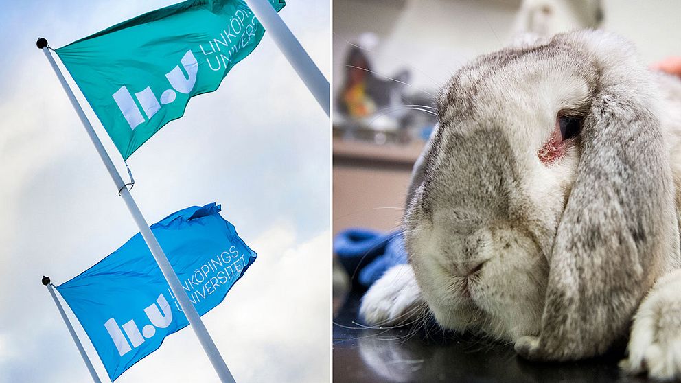 Linköpings universitets flaggor och kanin