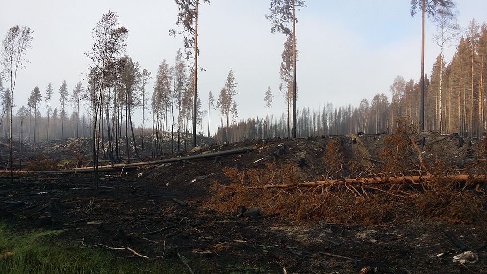 Farligt arbete efter skogsbranden i Västmanland kräver utbildning