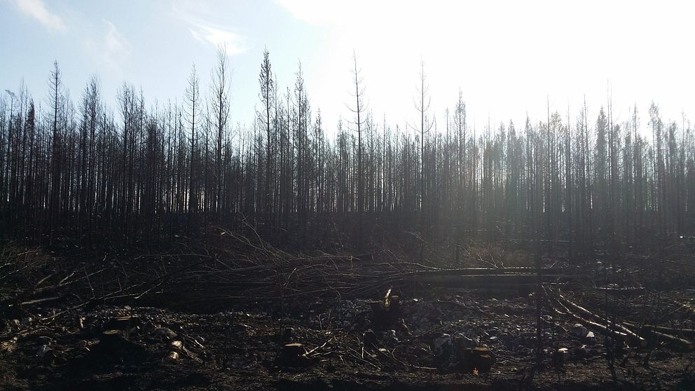 Farligt arbete efter skogsbranden i Västmanland kräver utbildning