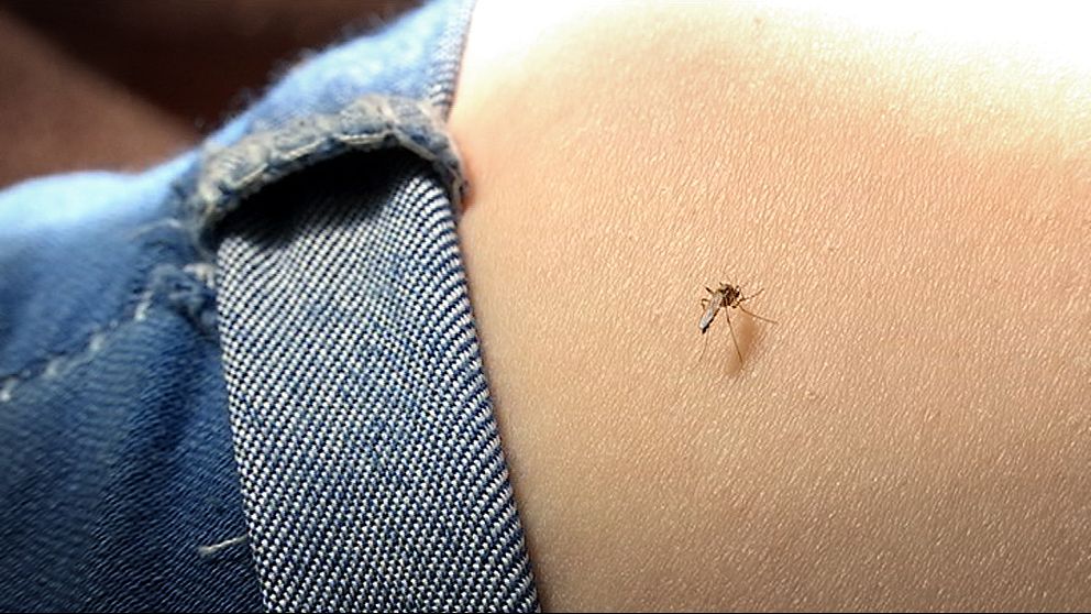 En mygga sitter och suger blod.
