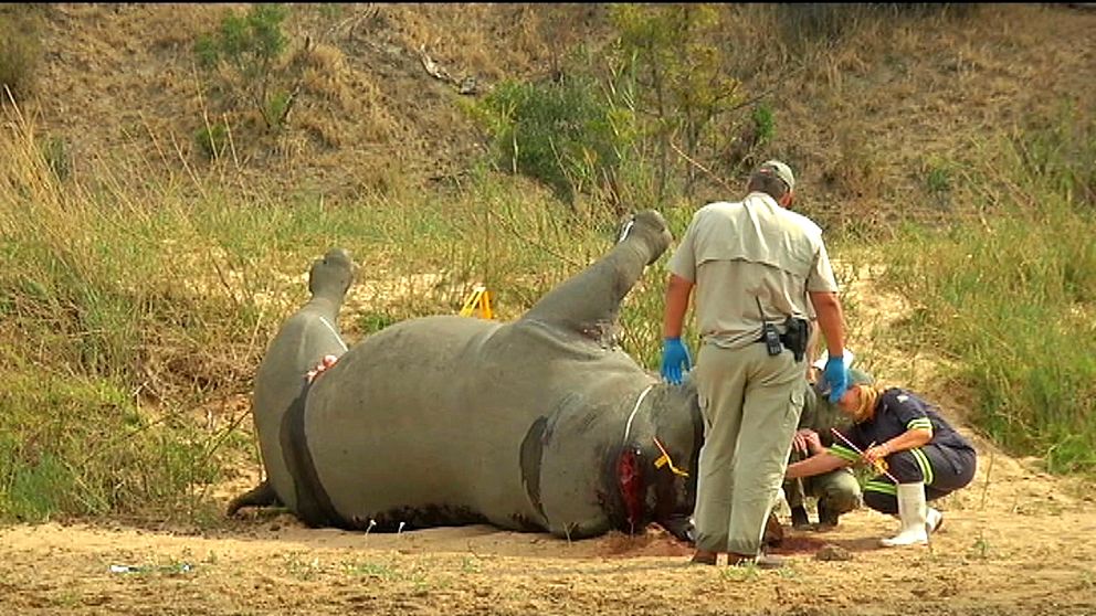 Liket av en dödad noshörning undersöks i Kruger Nationalpark i Sydafrika.
