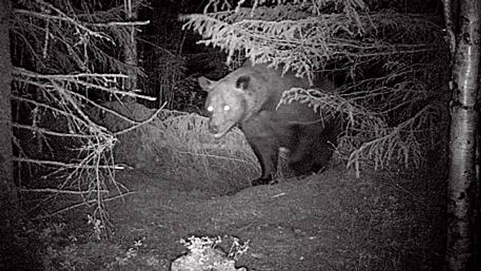 Svartvik bild på en björn fotograferad av en åtelkamera vid ett annat tillfälle