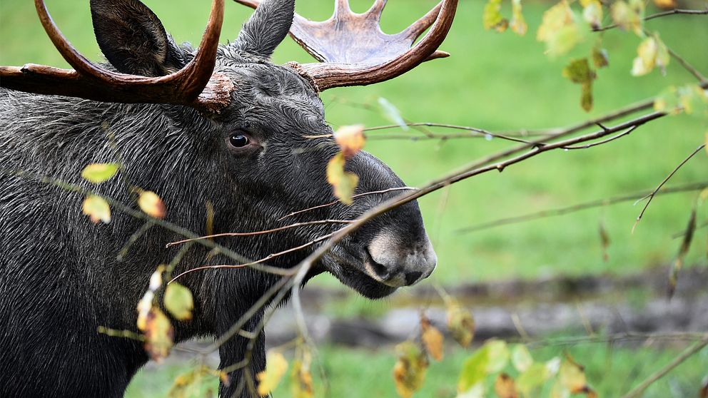 Älgtjur med skovelhorn i ett buskage.