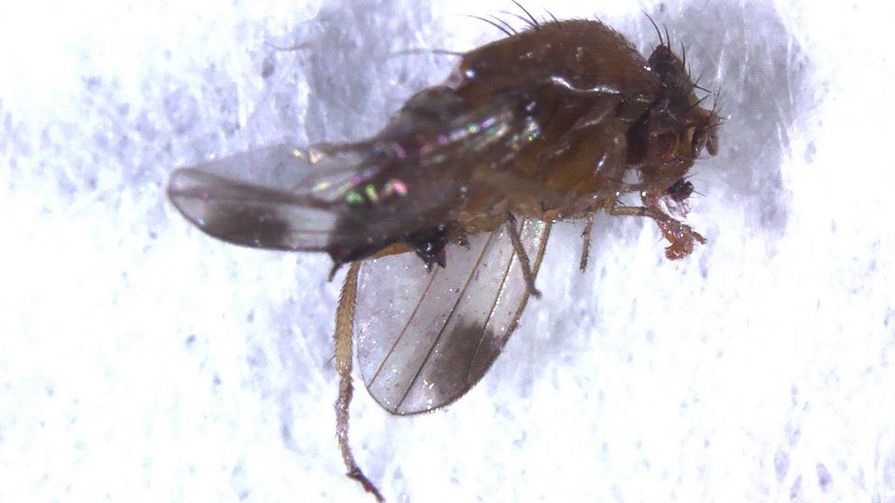 Drosophila suzukii är en släkting till bananflugan som spridit sig snabbt i Europa. Den kan bli ett gissel för svenska frukt- och bärodlare varnar Jordbruksverket.