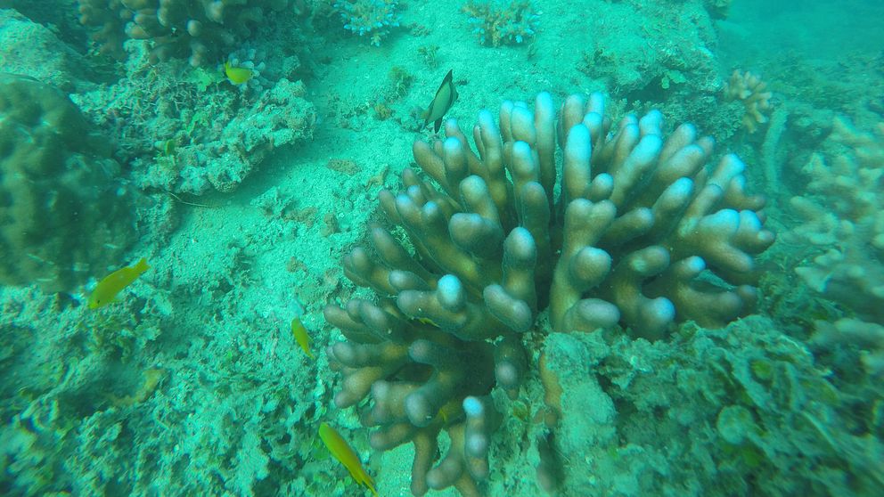 Arkivbild från 2016 när delar av Stora barriärrevet drabbades av korallblekning – en konsekvens av stigande havstemperaturer.