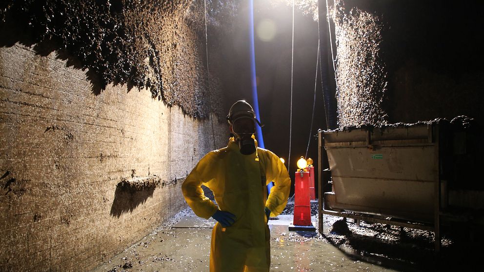 Ringhals kylvattentunnel rensas på musslor.