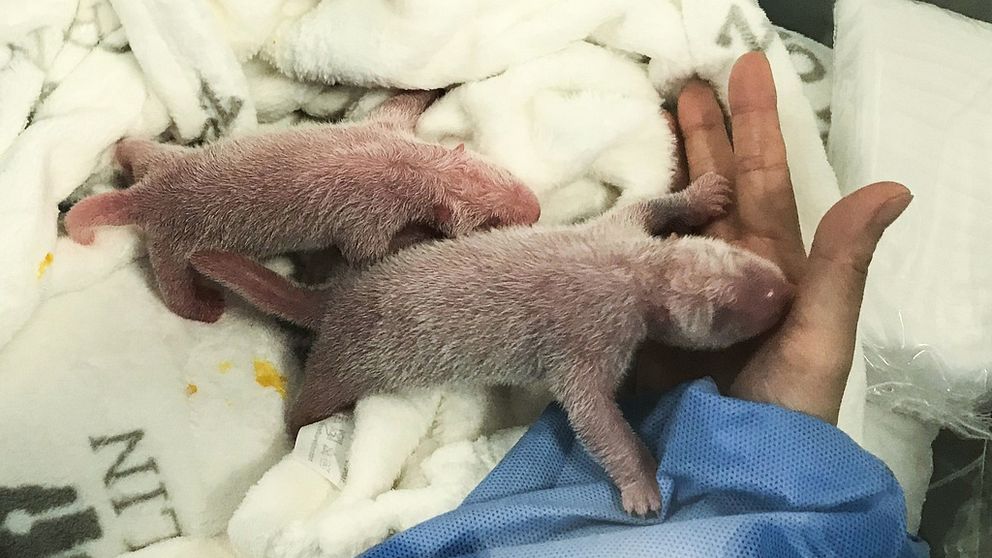 Nyligen föddes två pandaungar på Berlins Zoo. Nu pågår en politisk debatt om vad de ska heta.