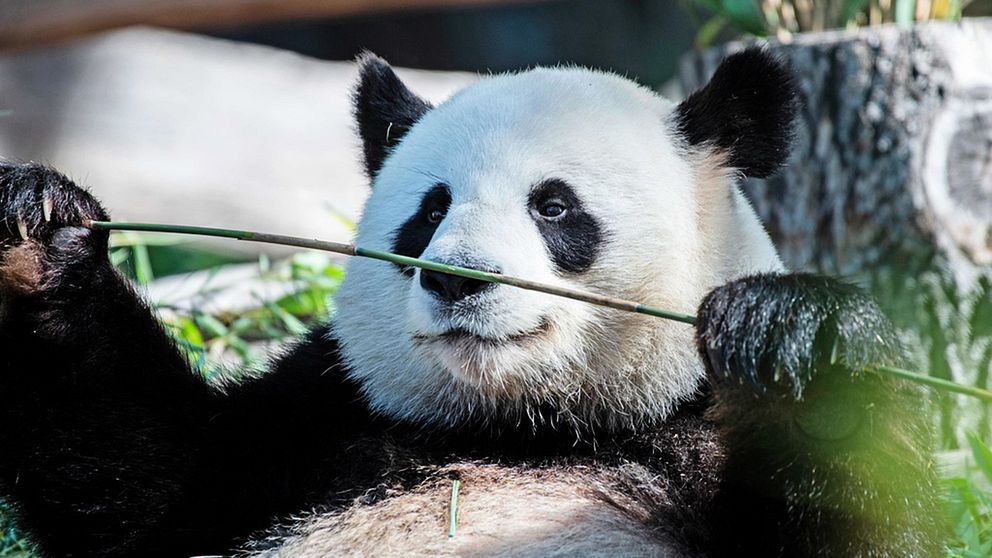 Den stolta pandapappan Jiao Qing är en av huvudattraktionerna på Berlins Zoo. Men hans ungar ska lämnas tillbaka till Kina efter fyra år.