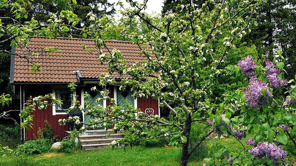 Sommarstuga omgiven av grönska