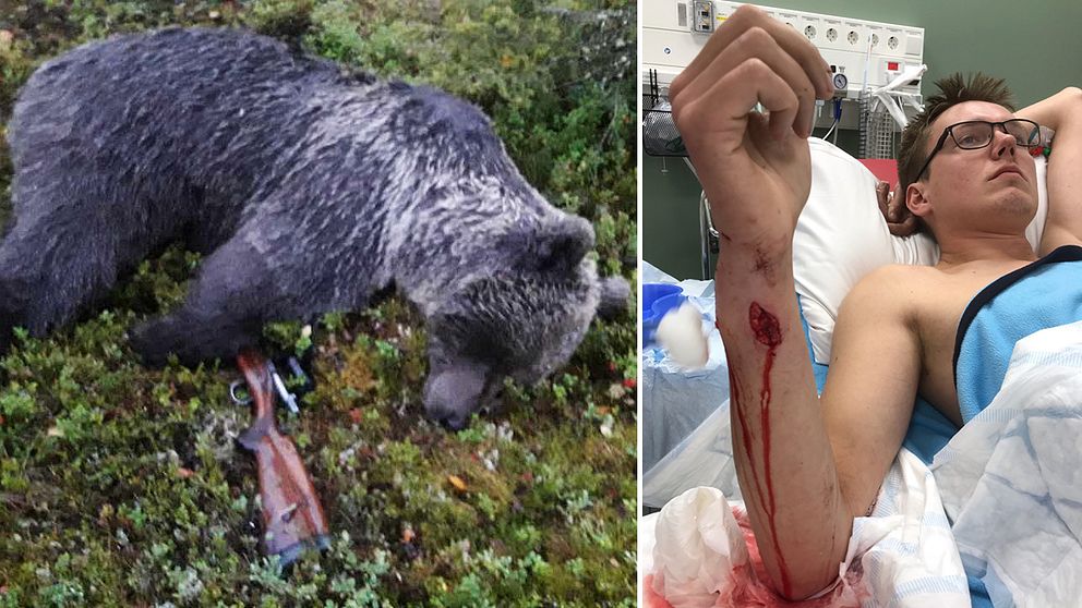 en död björn som ligger i skogen, gevär intill, samt en ung man i sjukhussäng som visar sin sargade underarm