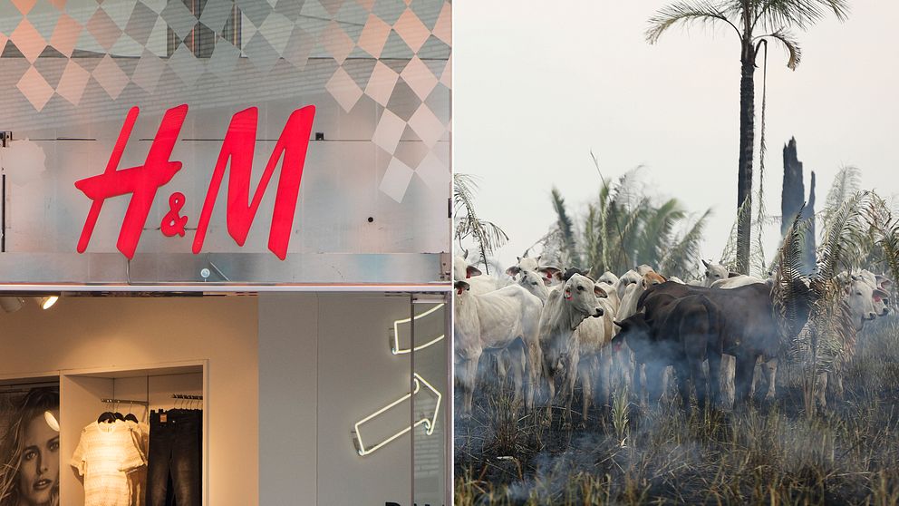 Svenska modejätten H&M stoppar inköp av brasilianskt läder, meddelar företaget.