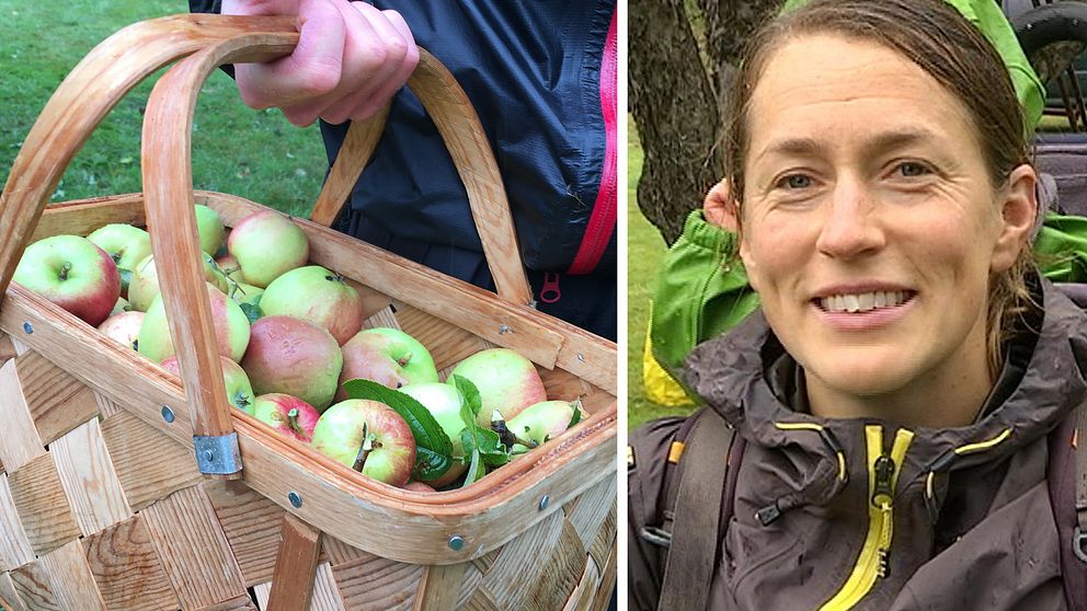 Maria Lissjos tog chansen att plocka äpplen som annars inte skulle ha tagits tillvara.