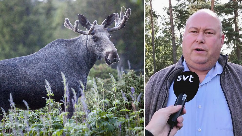 Jonas Paulsson är ordförande i Jägareförbundet Skåne. De driver en kampanj för att älgen ska räddas.